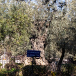 Bleibet hier und wachet mit mir Bleibet hier und wachet mit mir