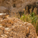 Schliefer in En Gedi Schliefer in En Gedi