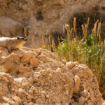 Schliefer in En Gedi Schliefer in En Gedi
