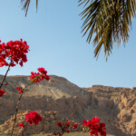 En Gedi En Gedi