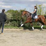Deveraux Oldenburger Warmblut