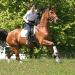 Pferd galoppiert über Wiese