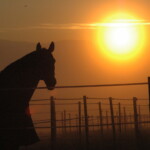 Sonnenuntergang mit Pferd