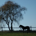 Pferd auf Weide